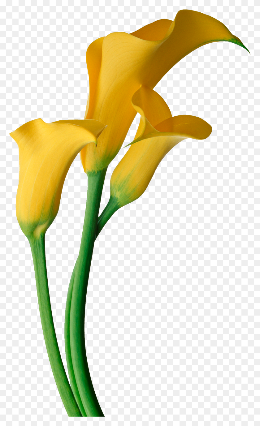 1401x2367 Kally Flowers, Calla Lily - Rhododendron Clipart