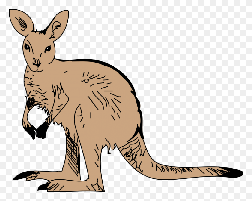 800x624 Kangaroo Animal Clipart Pictures Free Org - Free Baby Animal Clipart