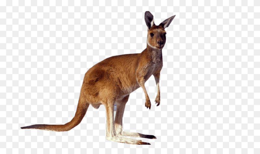 850x479 Kangaroo Standing Png - Kangaroo PNG