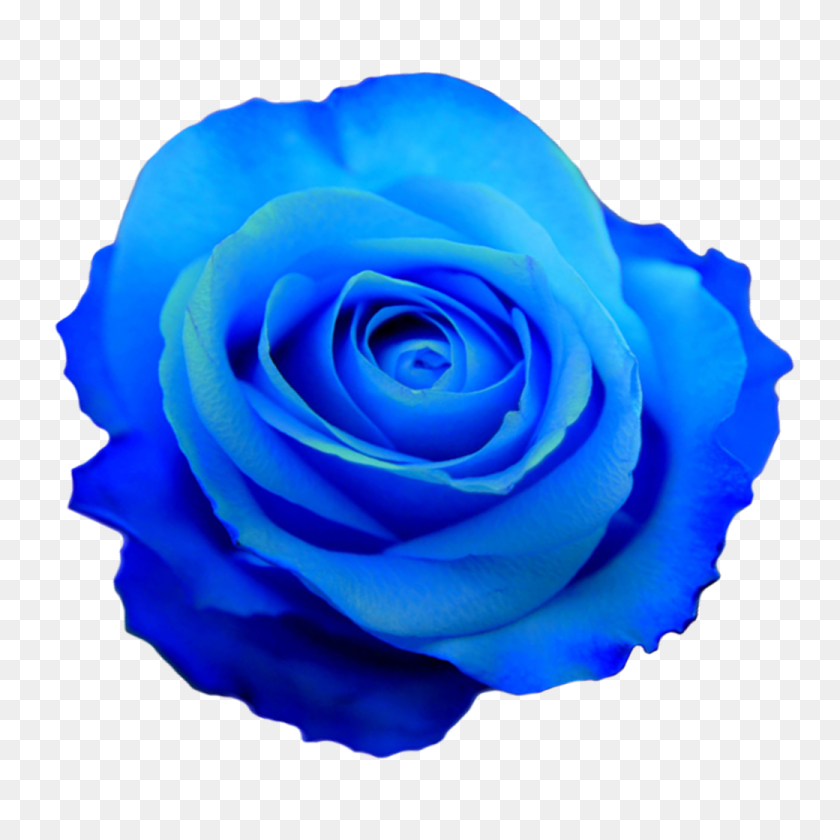 1040x1040 Kbytes, Blue Rose - Blue Rose PNG