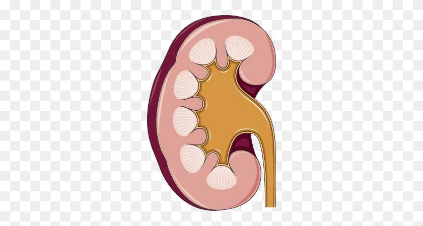 256x389 Kidney - Kidney Clipart