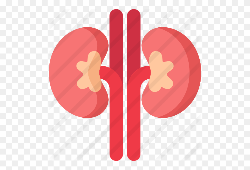 512x512 Kidney - Kidney PNG