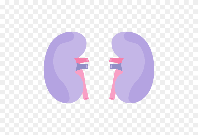 512x512 Kidney Human Organ - Kidney PNG