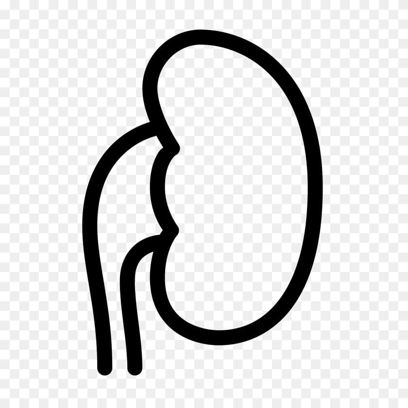 1600x1600 Kidney Icon - Kidney PNG