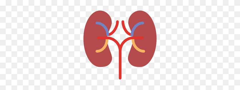 256x256 Kidney Icon Myiconfinder - Kidney PNG