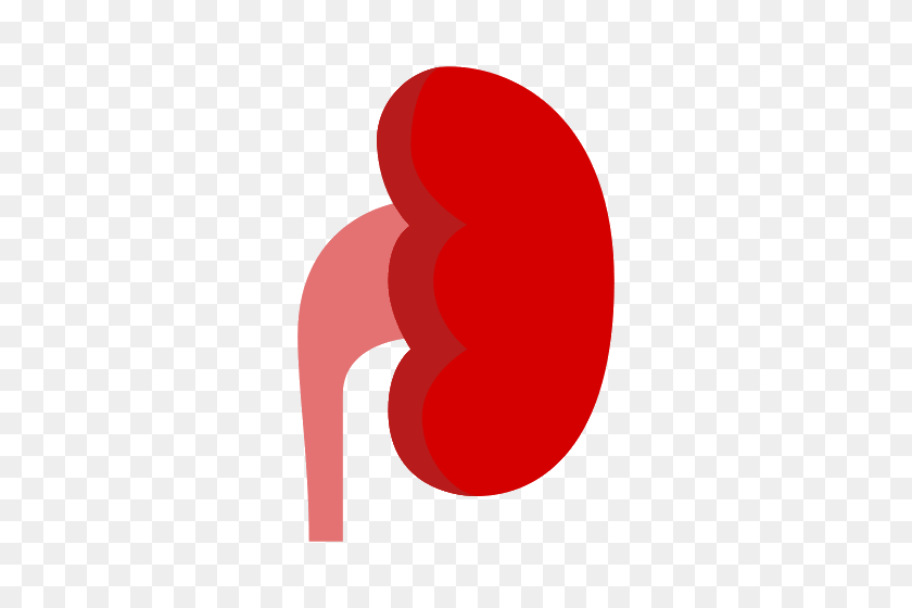 500x500 Kidney Icons - Kidney PNG