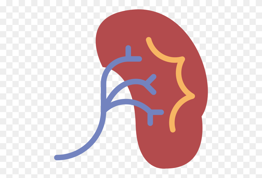 512x512 Kidney Png Icon - Kidney PNG