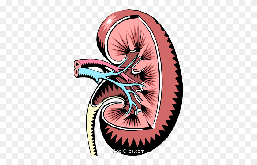 357x480 Kidney Royalty Free Vector Clip Art Illustration - Kidney Clipart