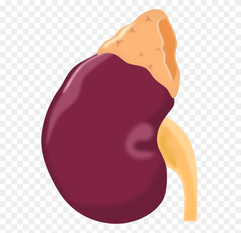555x750 Kidney Stone Human Body Organ Kidney Bean - Kidney Clipart
