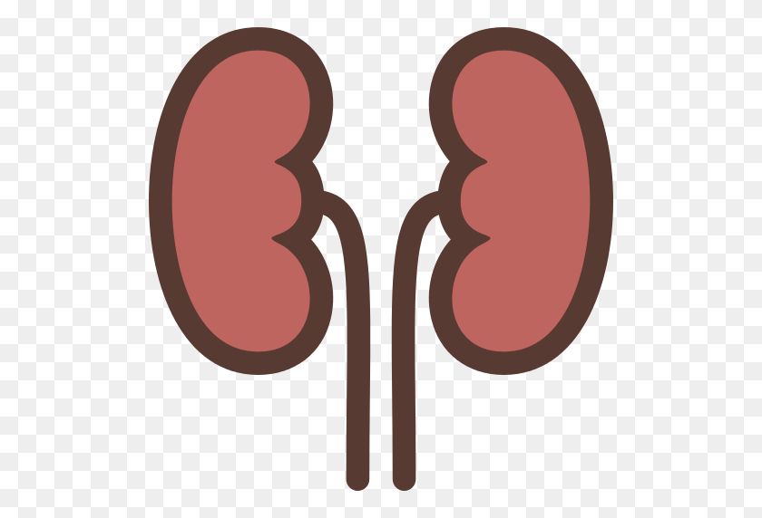 512x512 Kidneys Png Icon - Kidney PNG
