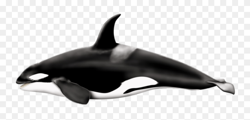 818x360 Killer Left Whale - Killer Whale PNG