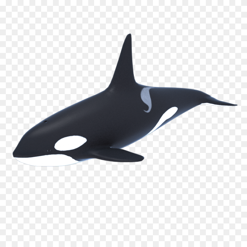 850x850 Killer Whale - Orca PNG
