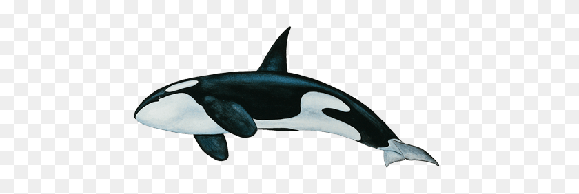 452x222 Killer Whale Bottom Transparent Png - Killer Whale PNG