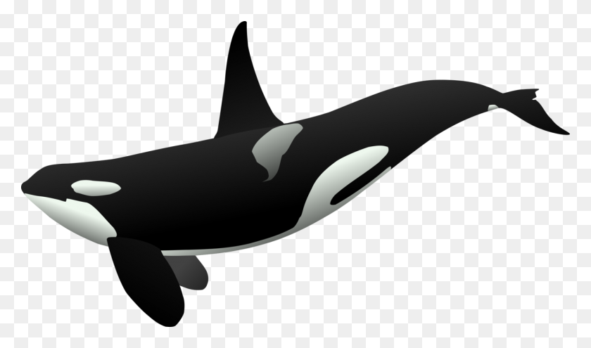 1344x750 Killer Whale Cetacea Humpback Whale Shamu Great White Shark Free - Whale Shark PNG