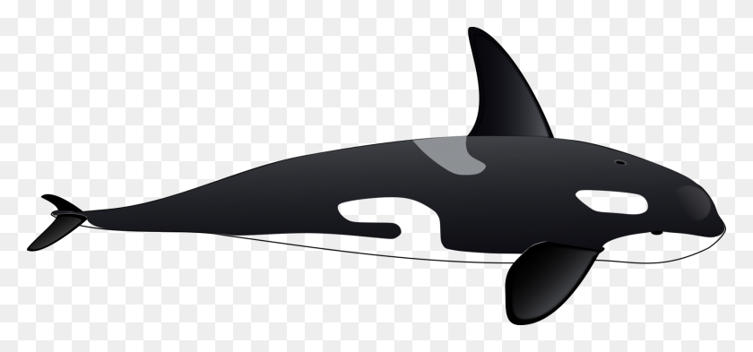 1753x750 Killer Whale Cetacea Tucuxi Dolphin Iceberg - Orca Clipart