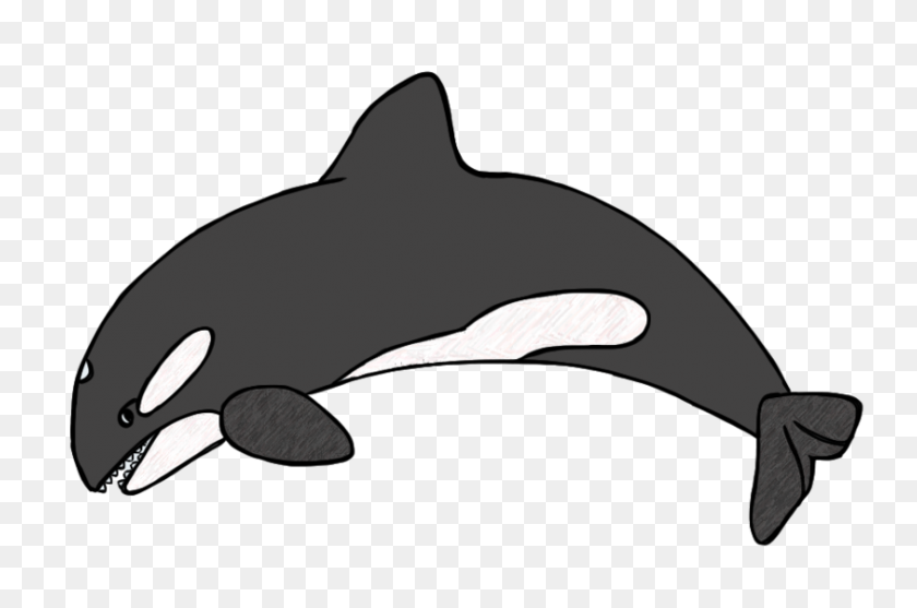 842x537 Killer Whale Clip Art Clipart Free To Use Resource - Whale Clipart Black And White