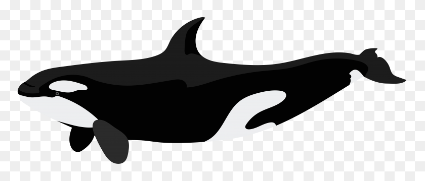 8000x3071 Killer Whale Clip Art Of Free Cliparts - Orca Clipart