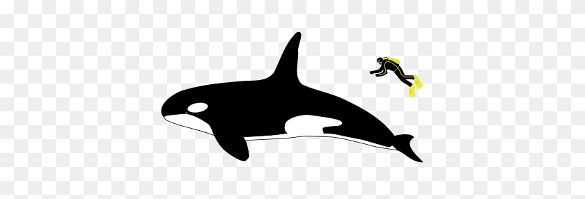 440x226 Killer Whale Clipart Great White Shark - Orca Whale Clipart