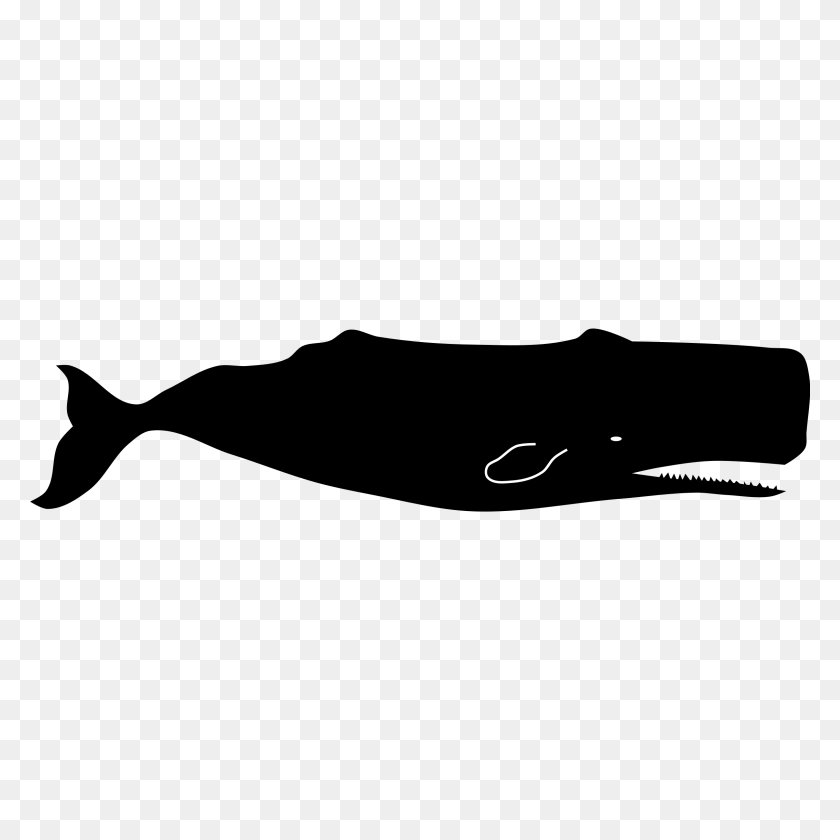 2400x2400 Killer Whale Clipart Sperm Whale - Orca Whale Clipart