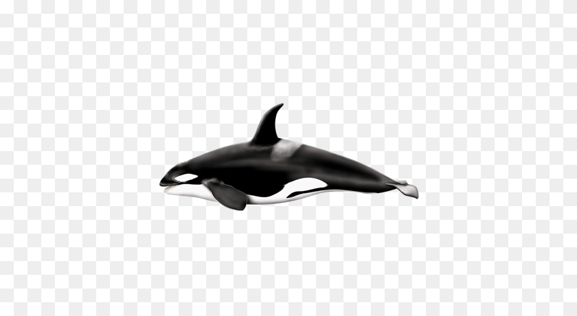 400x400 Killer Whale Jump Transparent Png - Whale PNG