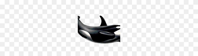 180x180 Killer Whale Png - Whale PNG