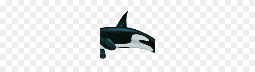 180x180 Killer Whale Png Clipart - Whale PNG
