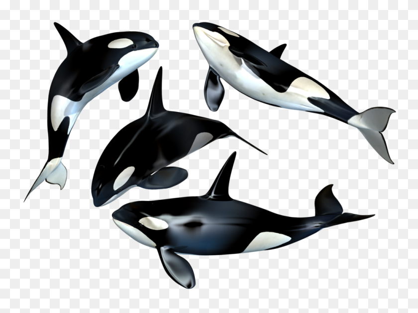1024x747 Killer Whale Png Clipart Png Image Idei Killer - Whale PNG