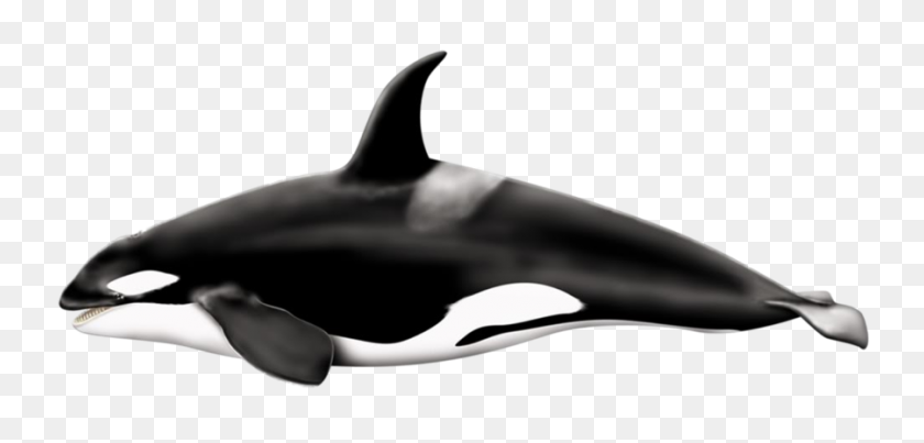 900x396 Killer Whale Png Transparent Images - Orca PNG
