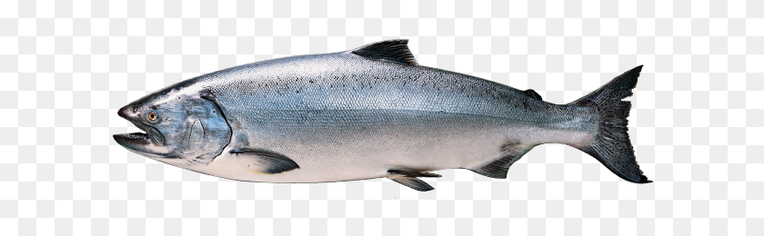 600x200 King Salmon Alaska Seafood Philippines - Salmon PNG
