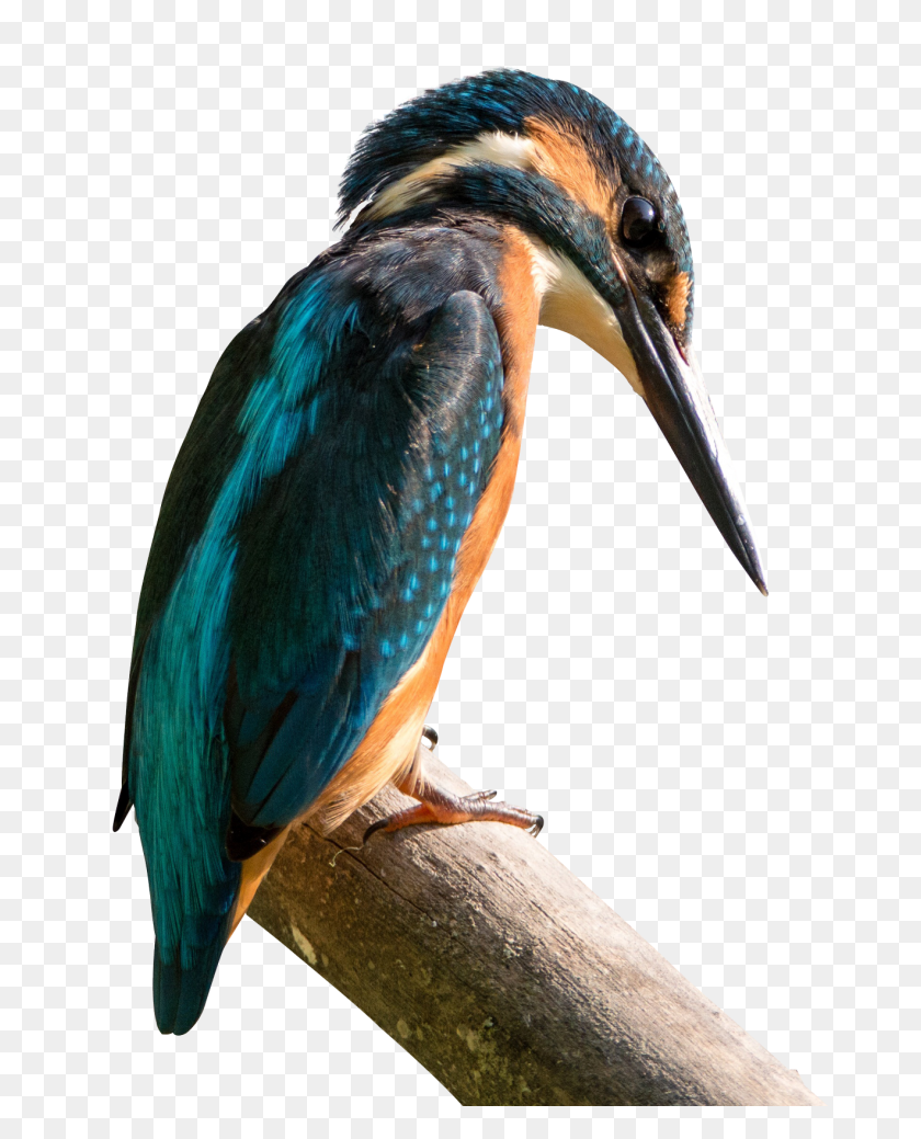 1320x1657 Kingfisher Bird Png Image - Birds PNG