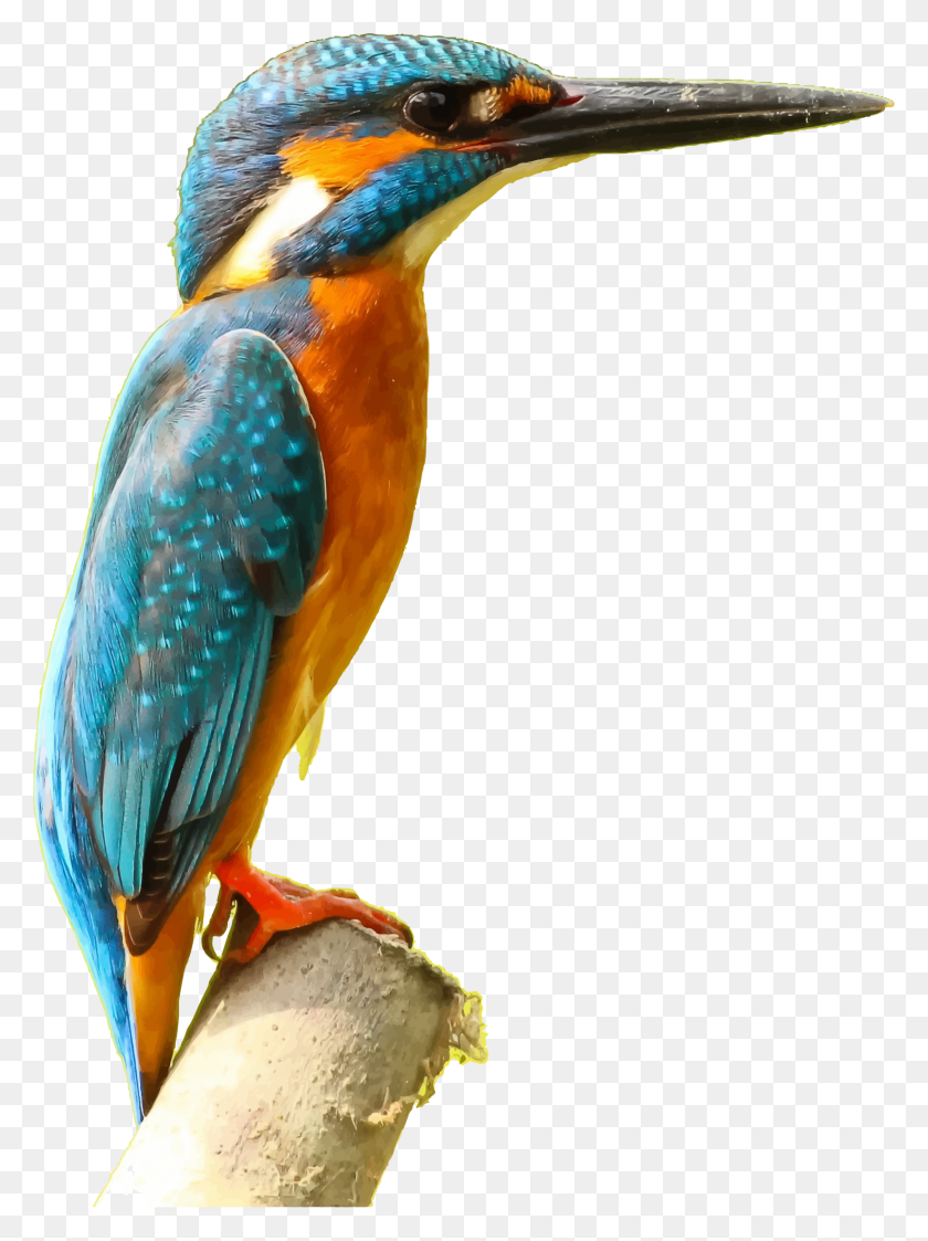 1648x2246 Зимородок Птица Векторный Клипарт Изображение - Птица Вектор Png