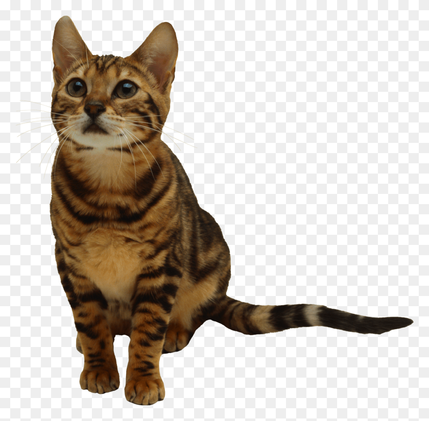 2157x2116 Kitten Png Image Download Picture - Kitten PNG