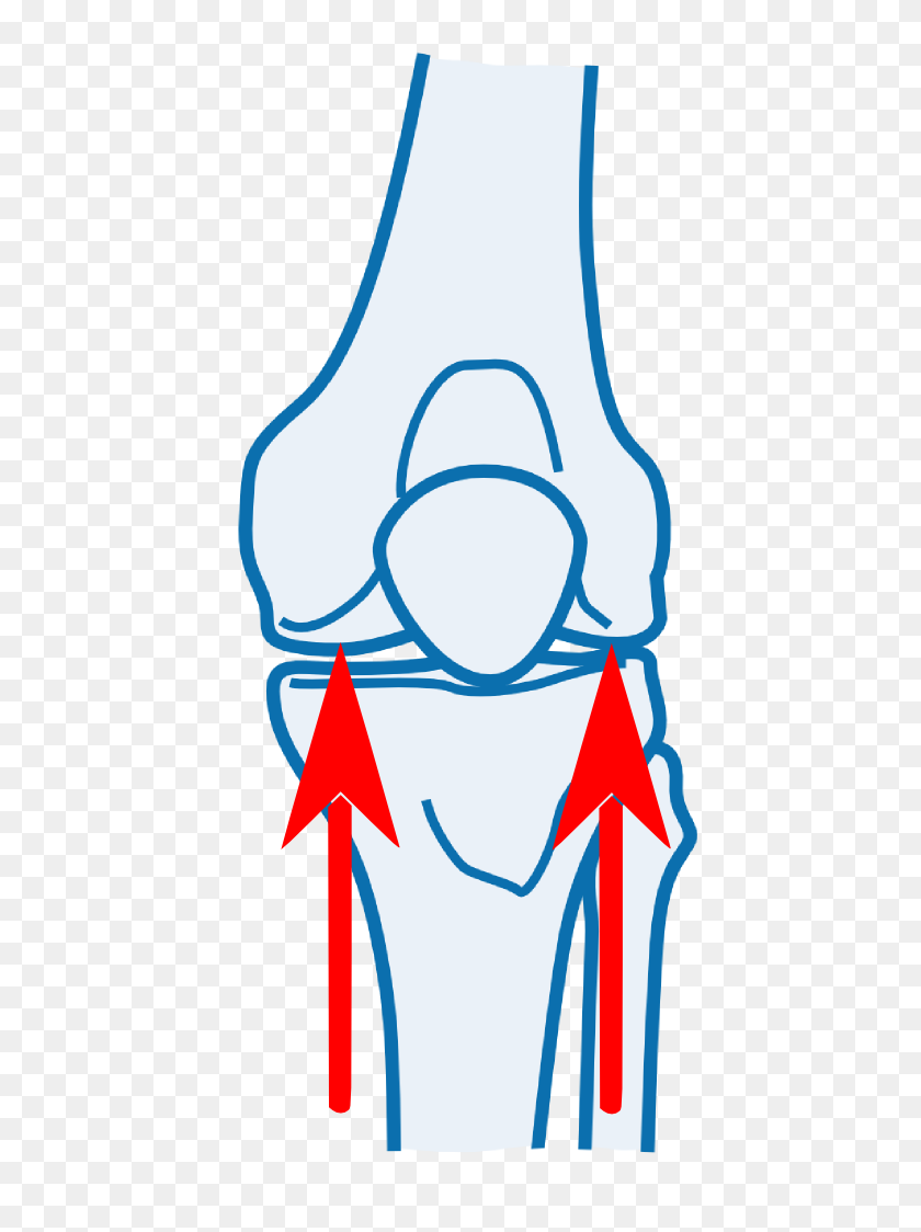 469x1064 Knee Joint Orthopaedic Testing - Knee Clip Art