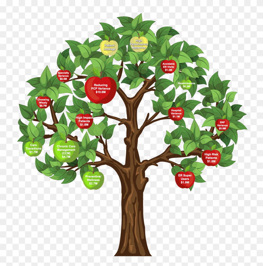 2304x2337 Labeled Apple Tree - Apple Tree PNG