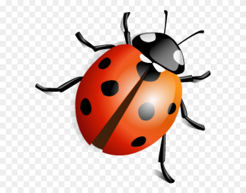 600x600 Lady Bug Png Free Download - Bug PNG