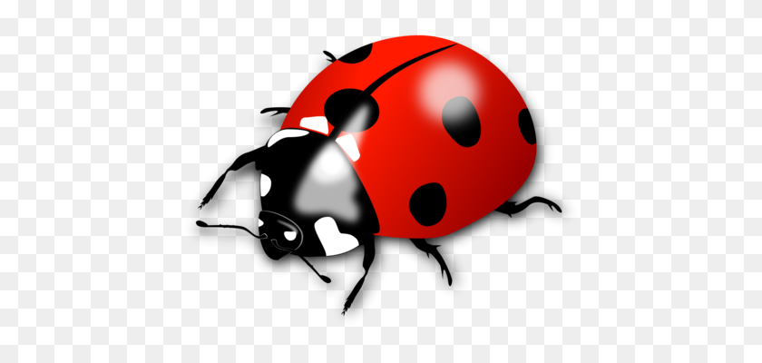 468x340 Ladybird Beetle Boll Weevil Drawing - Beetle PNG