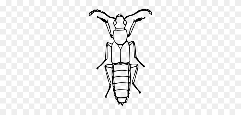 221x340 Ladybird Beetle Boll Weevil Drawing - Goliath Clipart