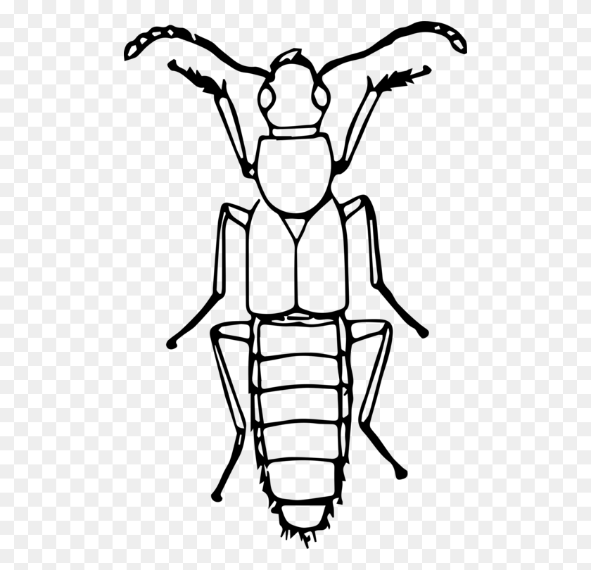 488x750 Ladybird Beetle Drawing Line Art True Bugs - Free Bug Clipart