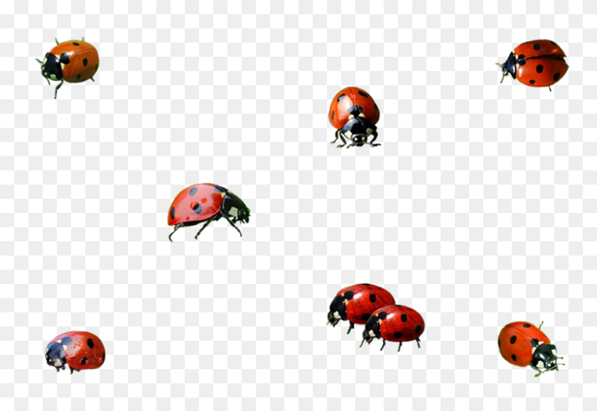 800x533 Ladybird Beetle Png Transparent Images, Pictures, Photos Png Arts - Insect PNG