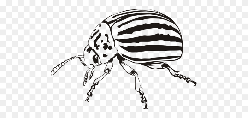 495x340 Ladybird Beetle Weevil Scarabs Colorado Potato Beetle Free - Colorado Clip Art