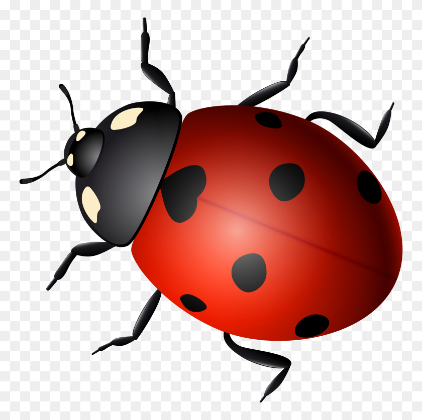 8000x7979 Ladybug Decorative Transparent - Ladybug PNG
