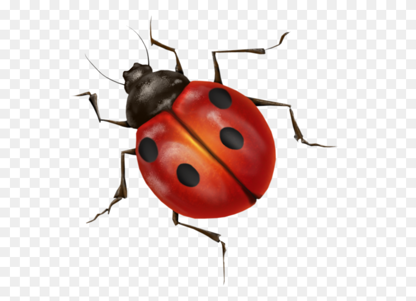556x549 Ladybug High Quality Png Web Icons Png - Ladybug PNG