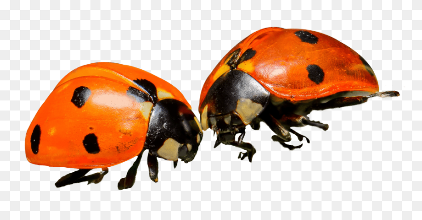 850x413 Ladybug Png - Beetle PNG