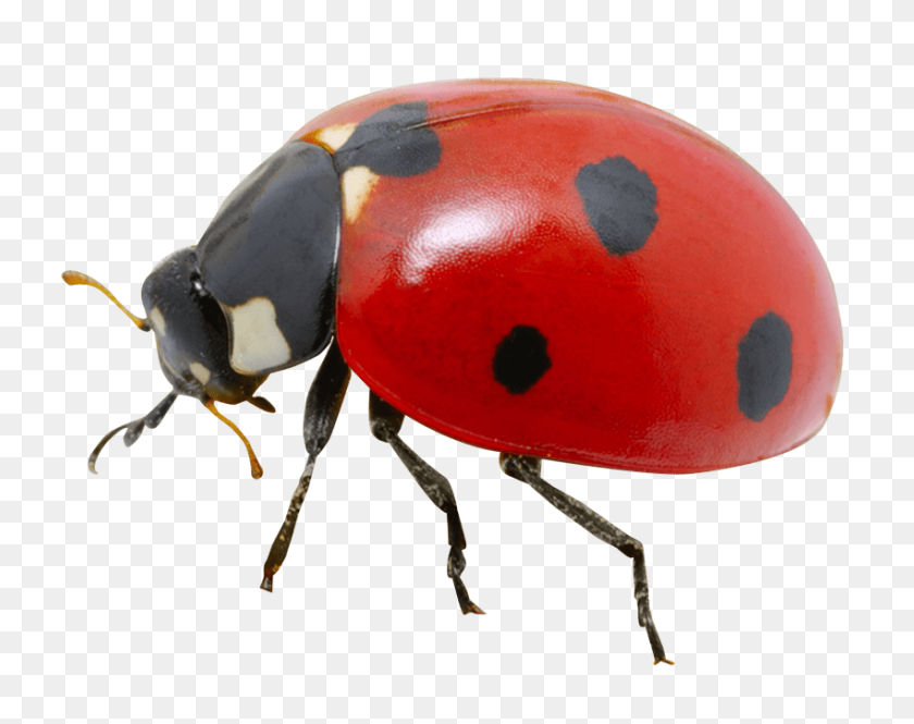 850x660 Ladybug Png - Ladybug PNG