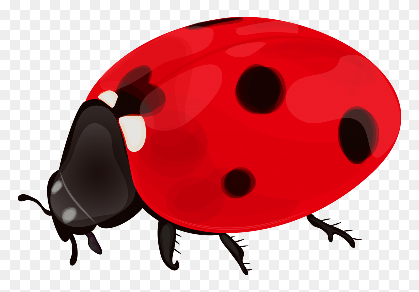 8000x5394 Ladybug Png Clip - Ladybug PNG
