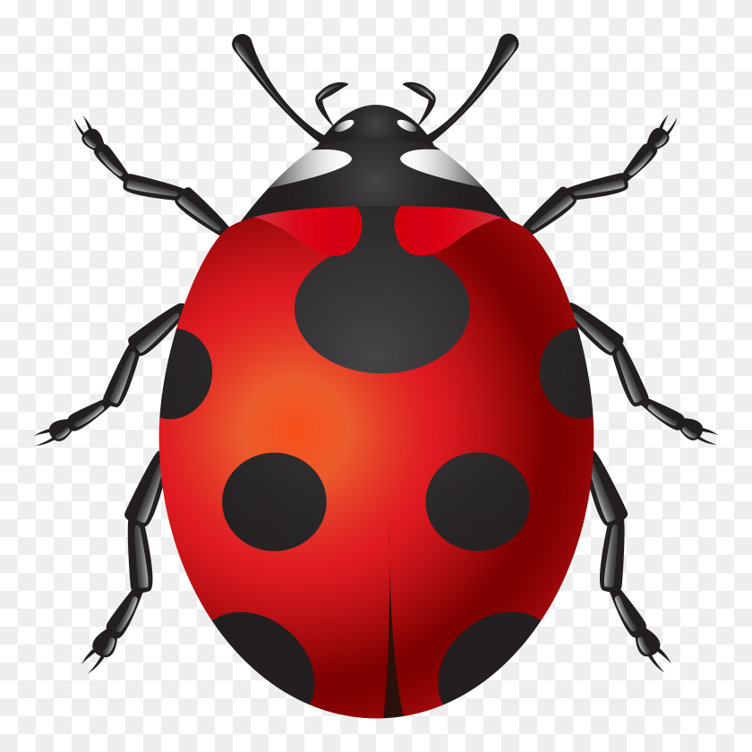 7990x8000 Ladybug Png Clip Art - Ladybug PNG