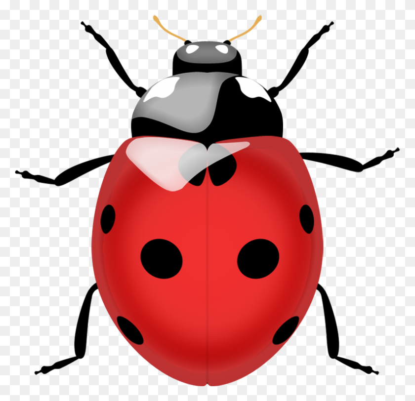 793x765 Ladybug Png Image - Ladybug PNG