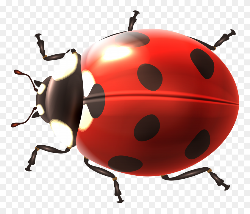 8000x6775 Ladybug Transparent Png Clip Art - Free Ladybug Clipart