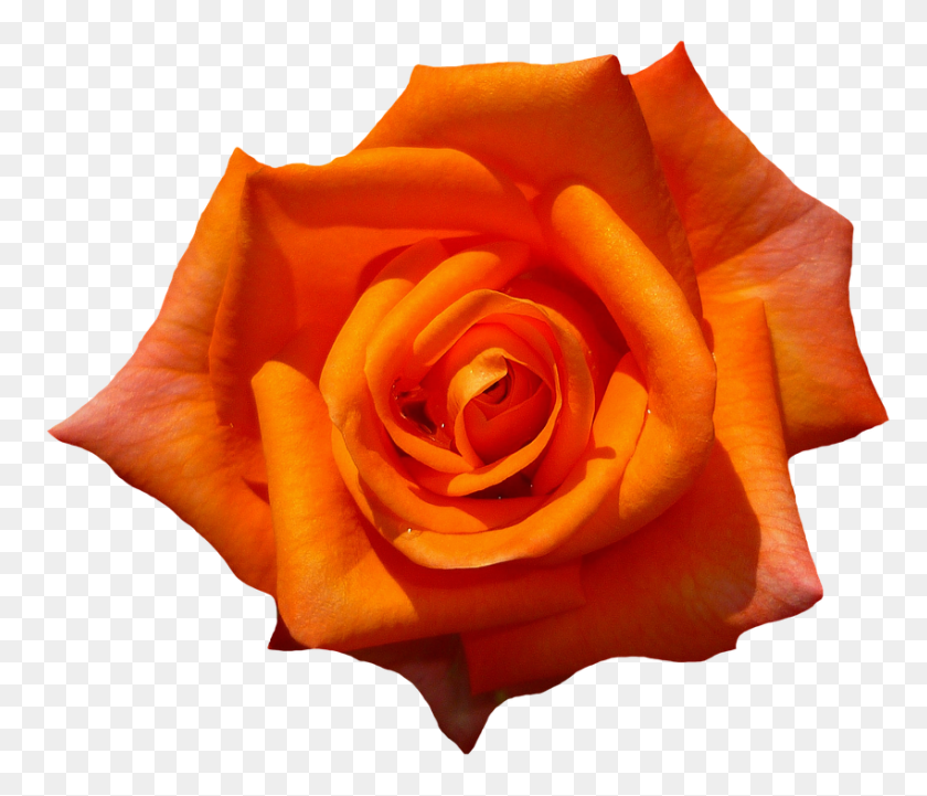849x720 Laminated Poster Flower Orange Roses Bloom Orange Blossom Rose - Yellow Roses PNG
