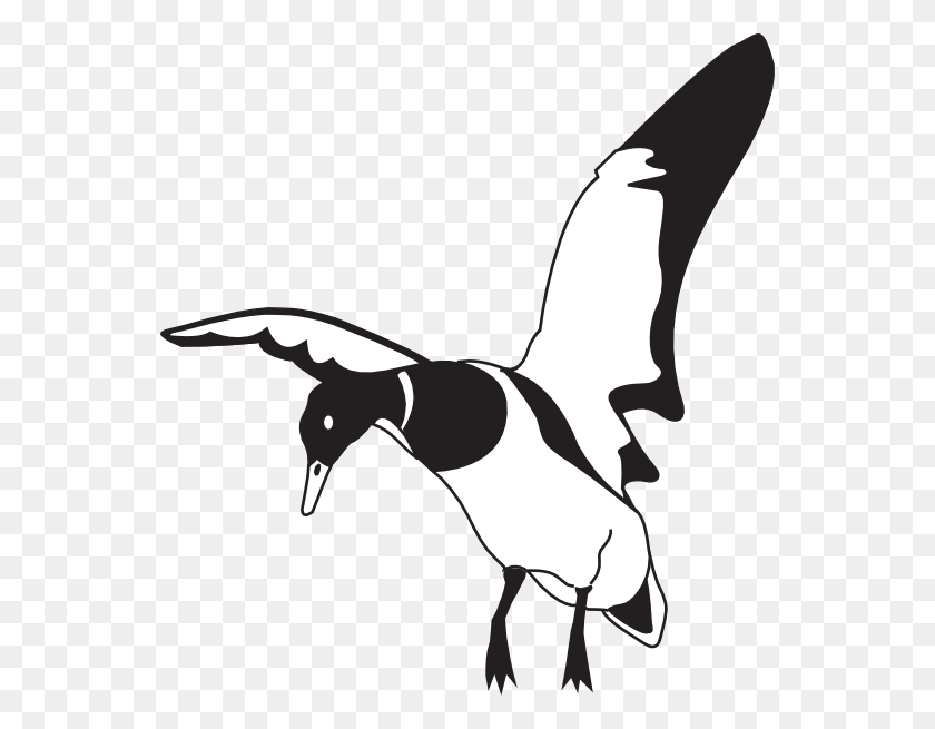 552x595 Landing Black And White Duck Clip Art - Clipart Black And White Duck
